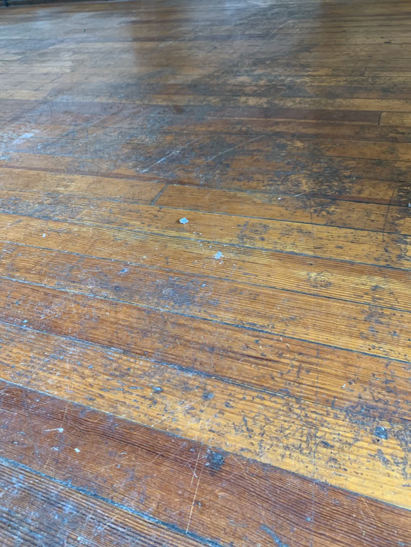 Contaminated hardwood floor — initial assessment before screen and recoat